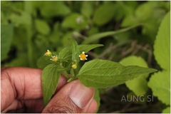 Galinsoga parviflora